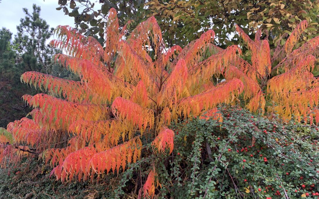 Energievoll und gesund durch den Winter