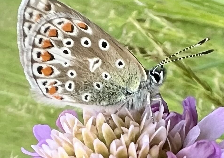 Achtsame Präsenz – die stille Kraft in der Polarity Therapie