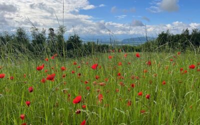 Benefizveranstaltung für Gemeinsam Heilsam: Online Gruppensupervision
