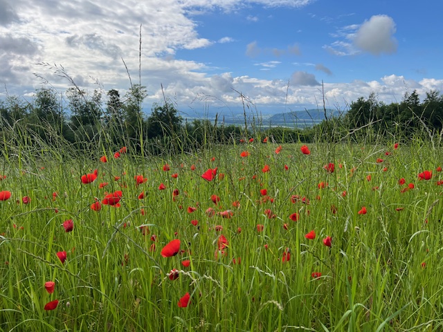 Benefizveranstaltung für Gemeinsam Heilsam: Online Gruppensupervision